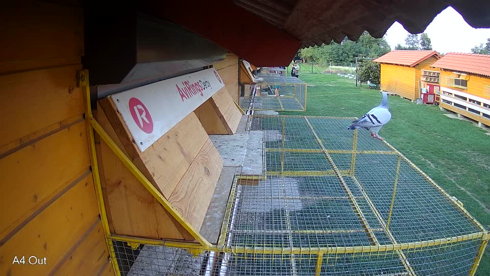 Pigeon Arrival Image For Race Final race 1