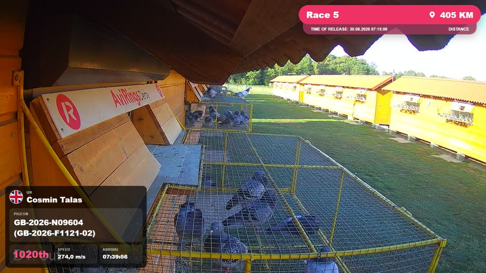 Pigeon Arrival Image For Race Race 5