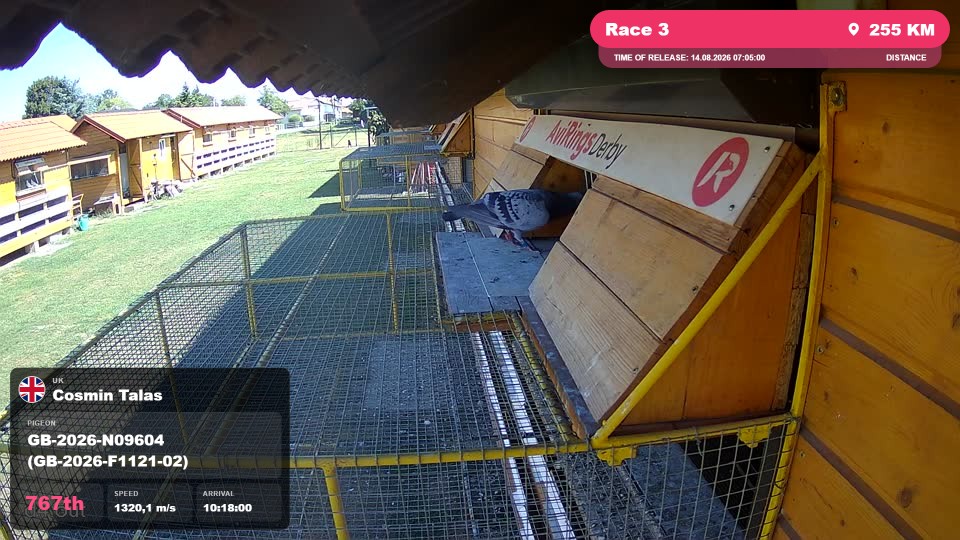 Pigeon Arrival Image For Race Race 3