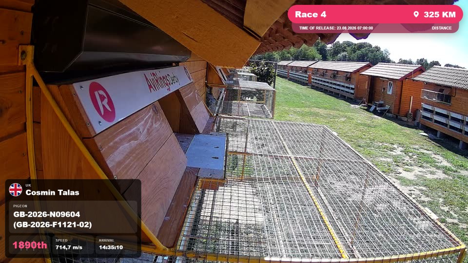 Pigeon Arrival Image For Race Race 4