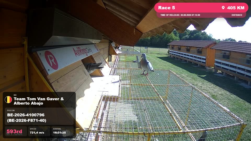 Pigeon Arrival Image For Race Race 5