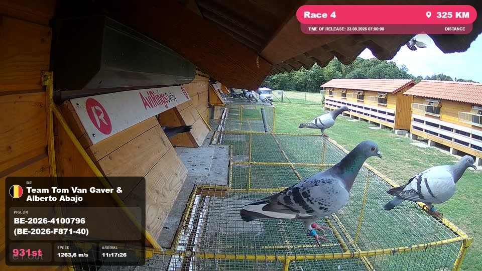 Pigeon Arrival Image For Race Race 4