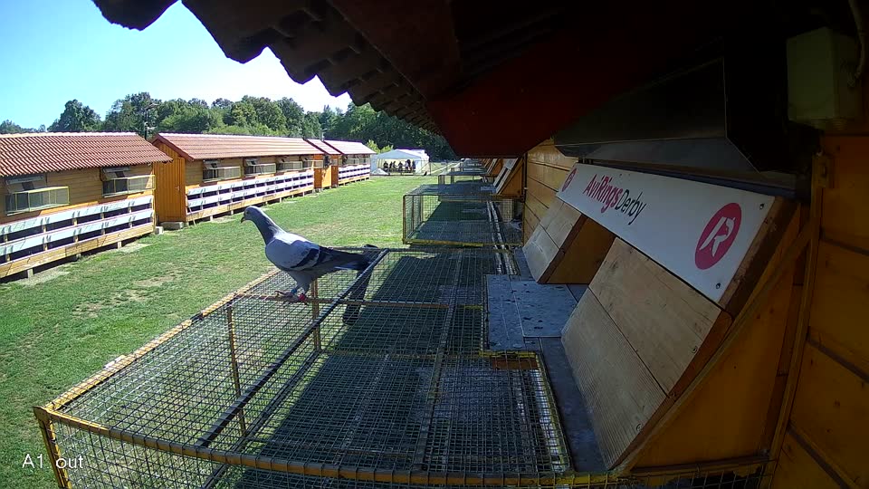 Pigeon Arrival Image For Race Final Race 1/3