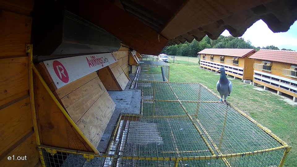 Pigeon Arrival Image For Race Race 4