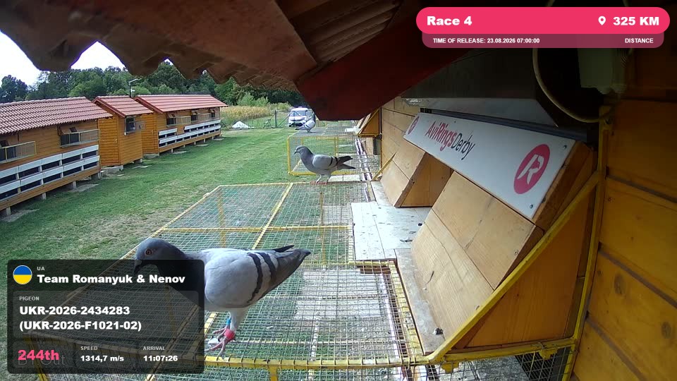 Pigeon Arrival Image For Race Race 4