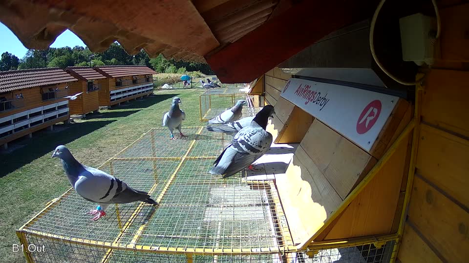 Pigeon Arrival Image For Race Race 3