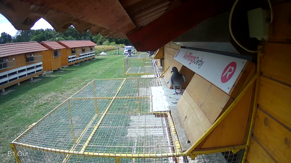 Pigeon Arrival Image For Race Race 4