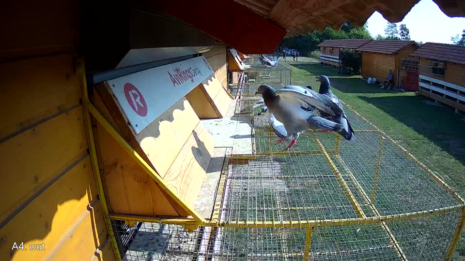 Pigeon Arrival Image For Race Race 1