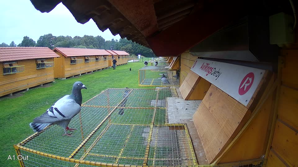 Pigeon Arrival Image For Race Final race 3