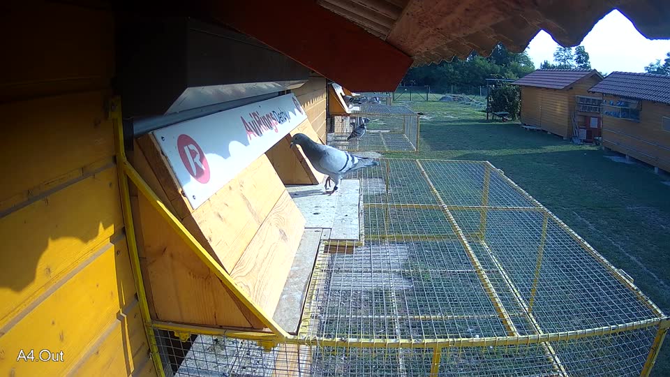 Pigeon Arrival Image For Race Race 4