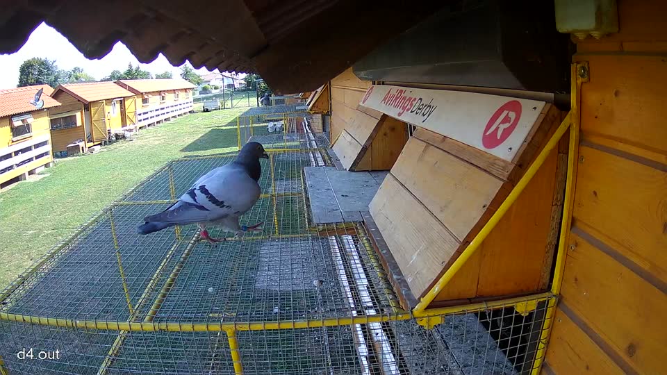 Pigeon Arrival Image For Race Race 1