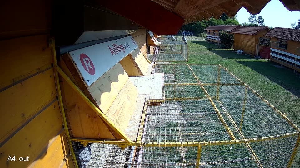 Pigeon Arrival Image For Race Race 1
