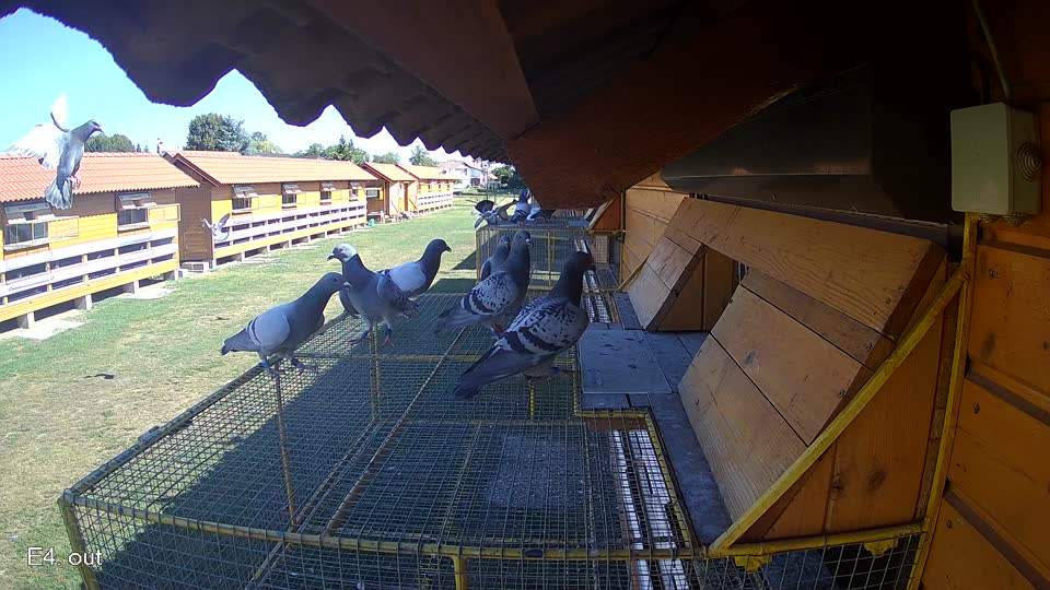 Pigeon Arrival Image For Race Race 3