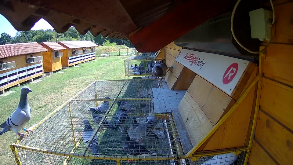 Pigeon Arrival Image For Race Race 2