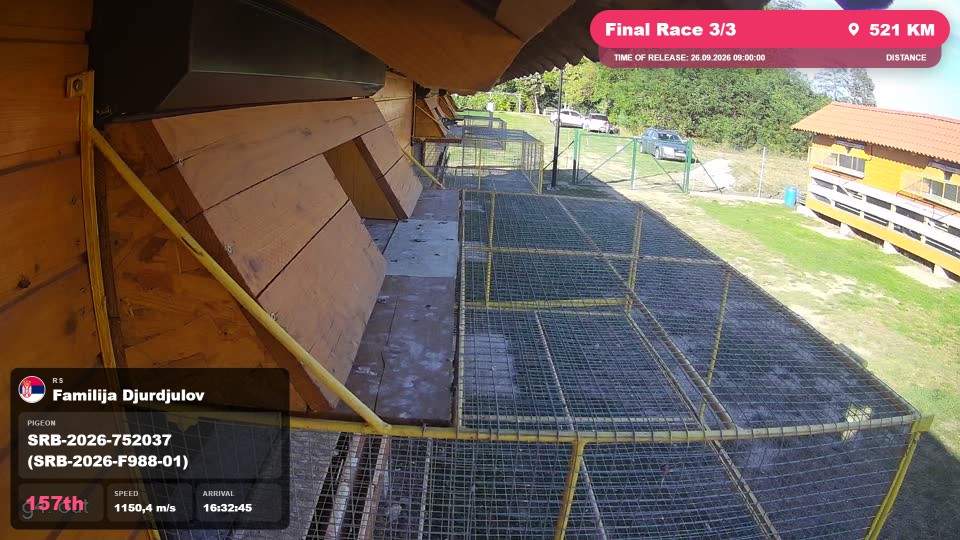 Pigeon Arrival Image For Race Final Race 3/3