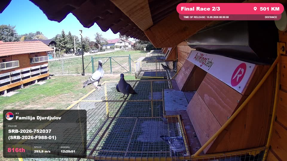 Pigeon Arrival Image For Race Final Race 2/3