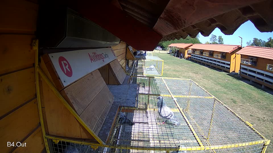 Pigeon Arrival Image For Race Race 3