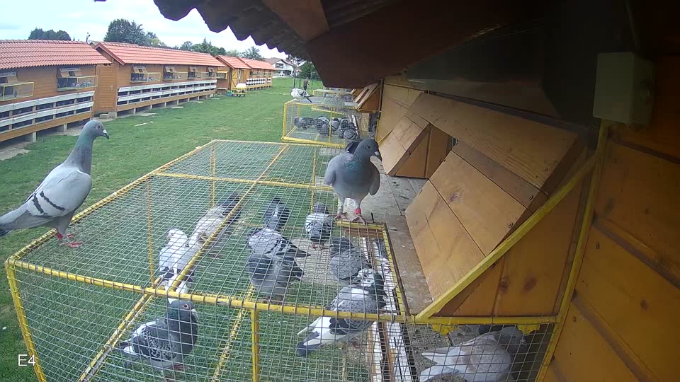 Pigeon Arrival Image For Race Race 6