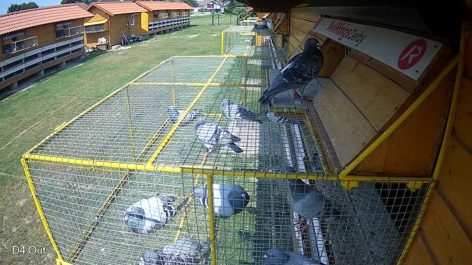 Pigeon Arrival Image For Race Race 3