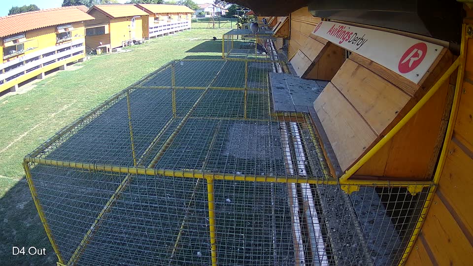 Pigeon Arrival Image For Race Race 5