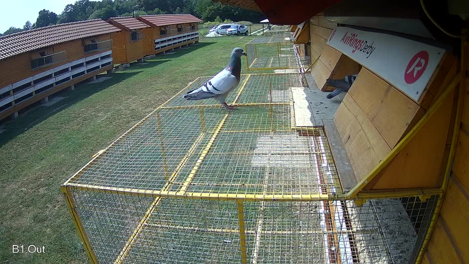 Pigeon Arrival Image For Race Race 4