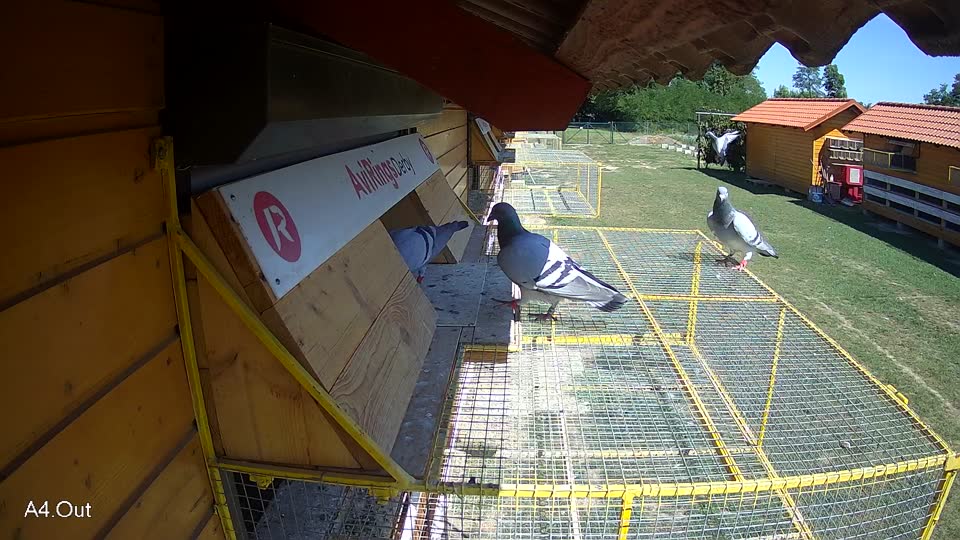 Pigeon Arrival Image For Race Race 5
