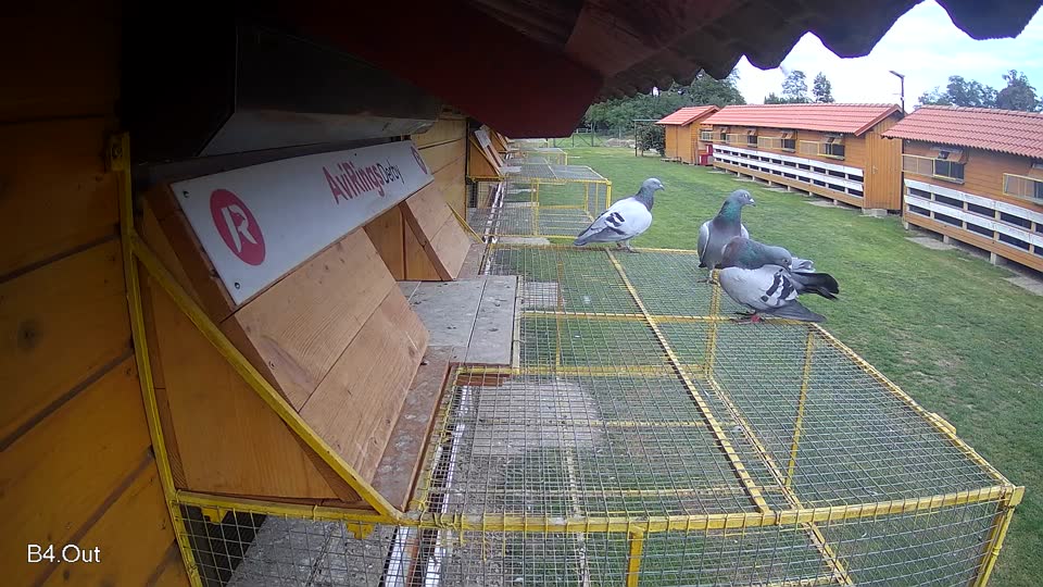 Pigeon Arrival Image For Race Final race 3