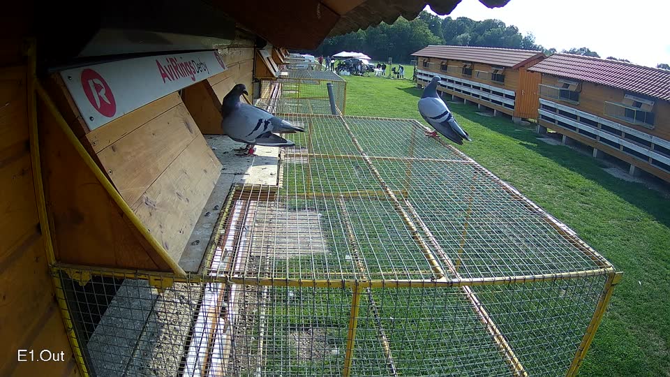 Pigeon Arrival Image For Race Final race 1