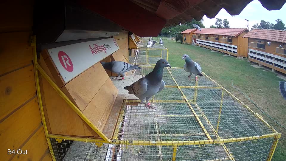 Pigeon Arrival Image For Race Race 3