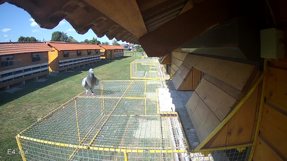 Pigeon Arrival Image For Race Race 5