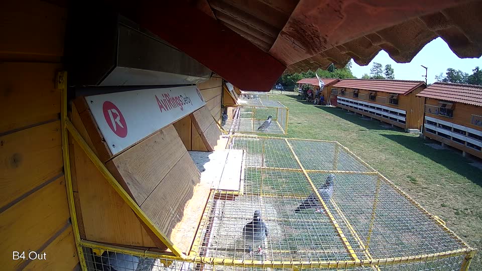 Pigeon Arrival Image For Race Race 1