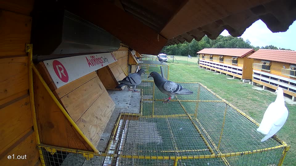 Pigeon Arrival Image For Race Race 4