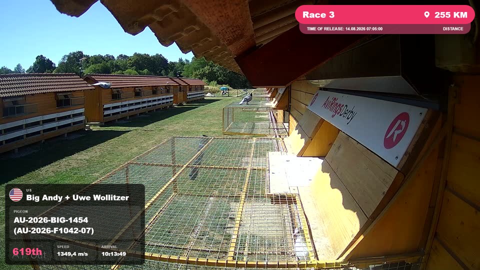 Pigeon Arrival Image For Race Race 3