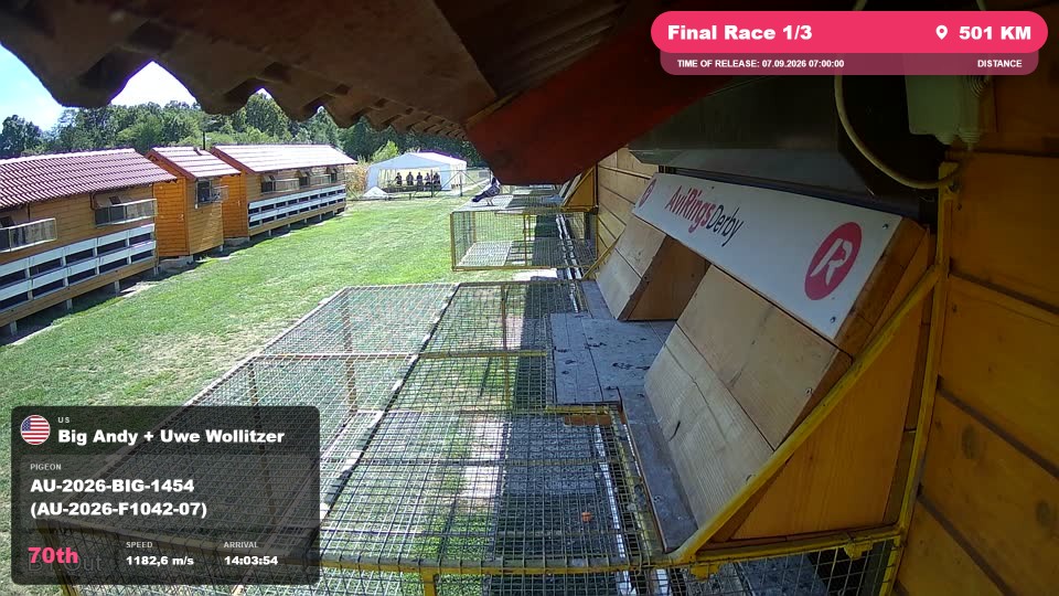 Pigeon Arrival Image For Race Final Race 1/3