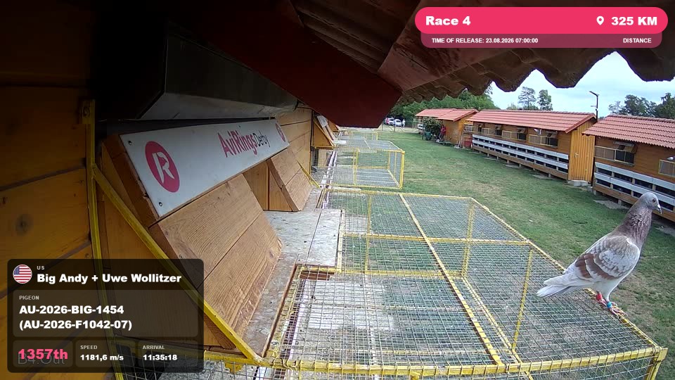 Pigeon Arrival Image For Race Race 4