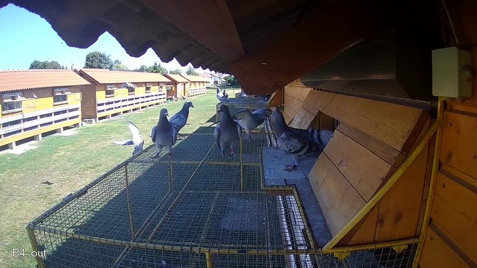 Pigeon Arrival Image For Race Race 3