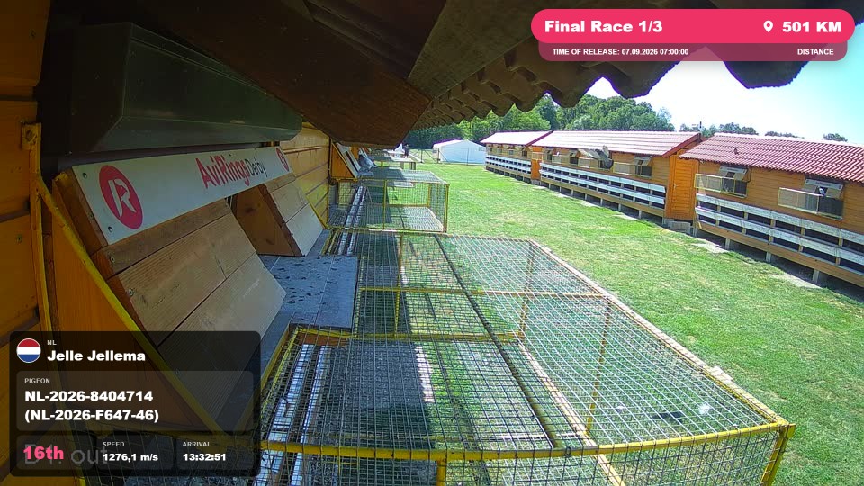 Pigeon Arrival Image For Race Final Race 1/3