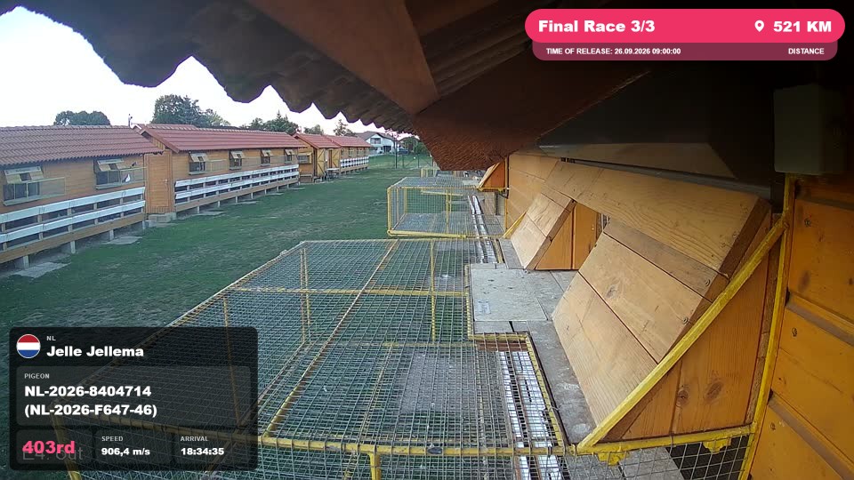 Pigeon Arrival Image For Race Final Race 3/3