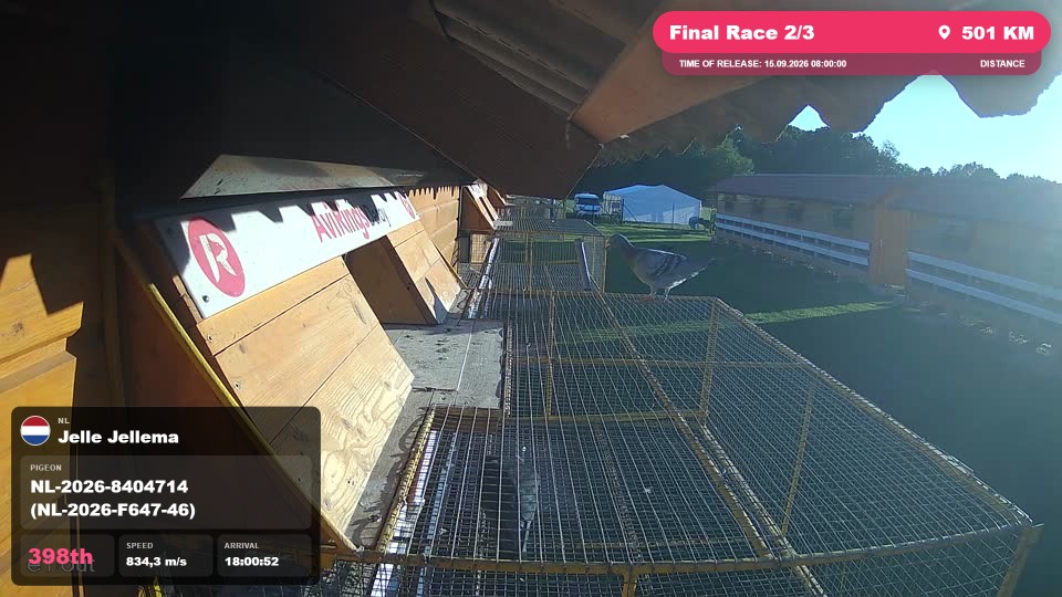 Pigeon Arrival Image For Race Final Race 2/3