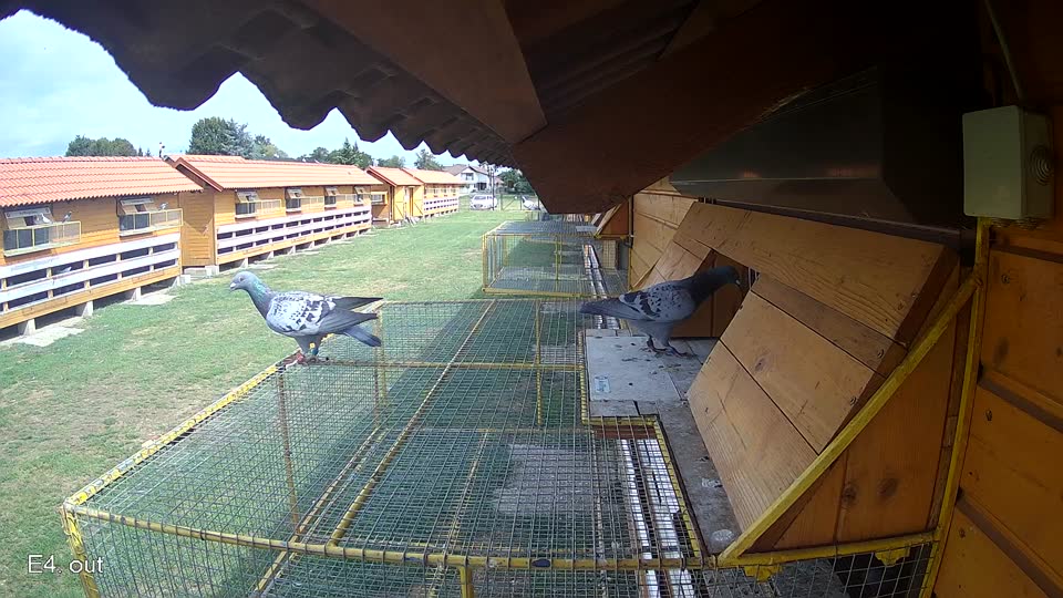 Pigeon Arrival Image For Race Race 4