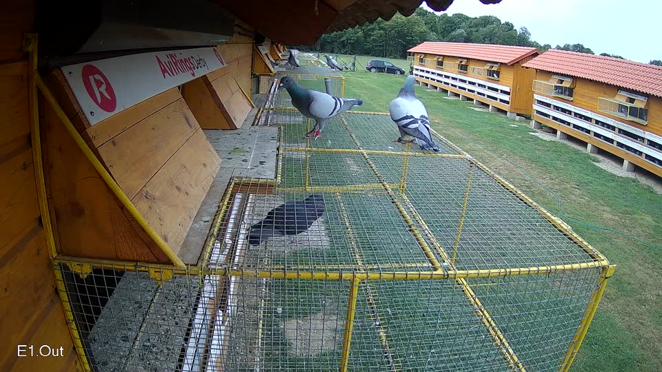 Pigeon Arrival Image For Race Race 3