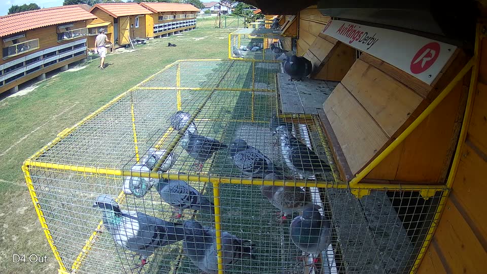 Pigeon Arrival Image For Race Race 4