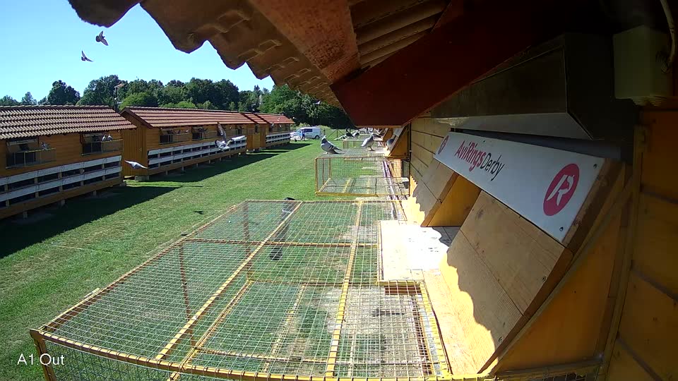 Pigeon Arrival Image For Race Race 2