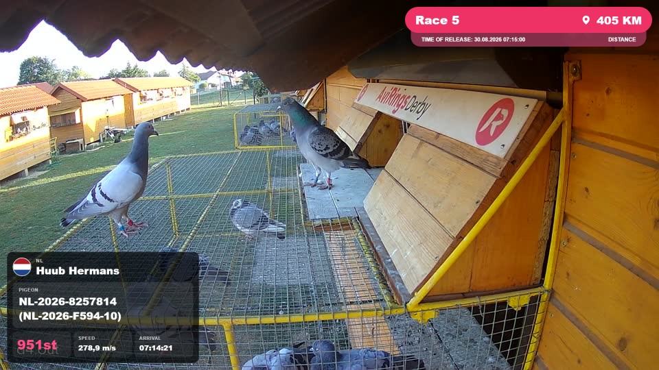 Pigeon Arrival Image For Race Race 5