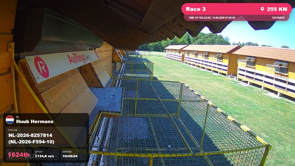Pigeon Arrival Image For Race Race 3