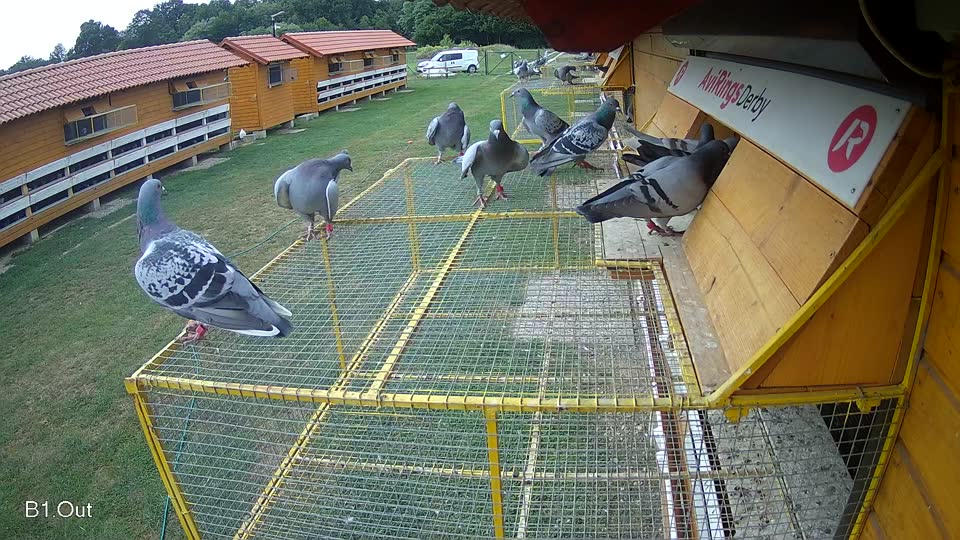 Pigeon Arrival Image For Race Race 3