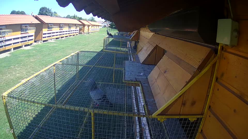 Pigeon Arrival Image For Race Race 2