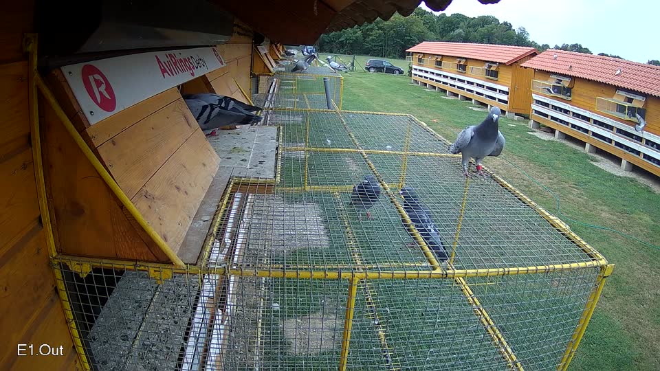 Pigeon Arrival Image For Race Race 3