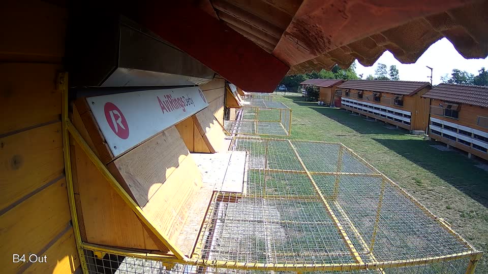 Pigeon Arrival Image For Race Race 1