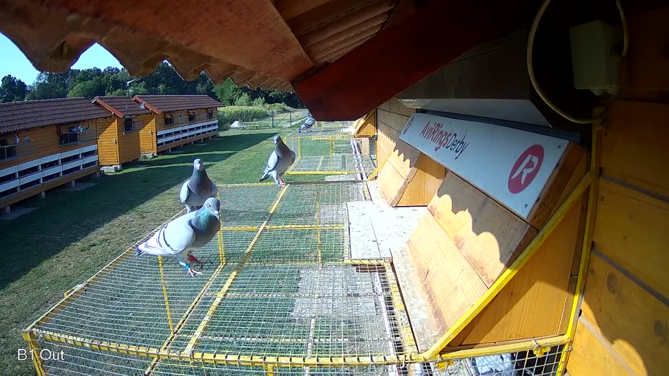 Pigeon Arrival Image For Race Race 1